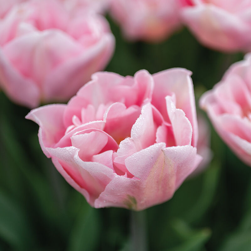 Tulip- Dreamer