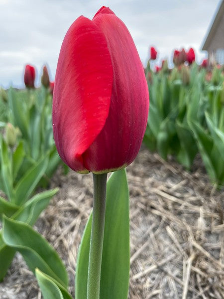 Tulip- Isle St Jean