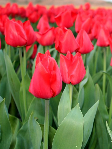 Tulip- Isle St Jean