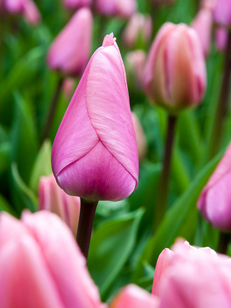 Tulip- Big Love