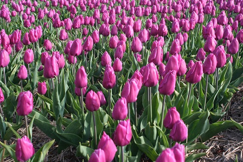 Tulip-Pink Impression