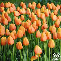 Tulip- Blushing Apeldoorn