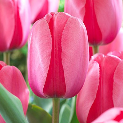 Tulip-Pink Impression