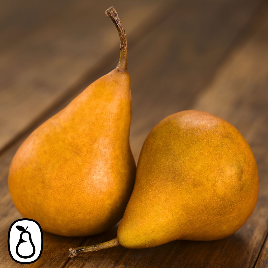 Bosc Pears Gift Box
