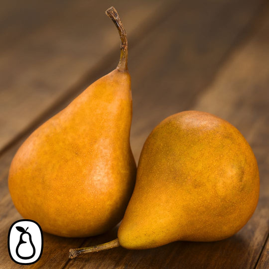Bosc Pears Gift Box