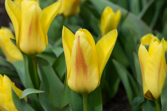 Tulip- Easter Parade