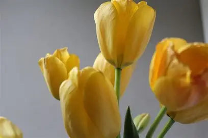 Tulip- Easter Parade