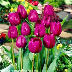 Tulip- Negrita