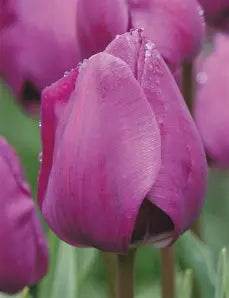 Tulip- Negrita