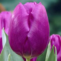Tulip- Purple Prince
