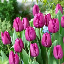 Tulip- Purple Prince