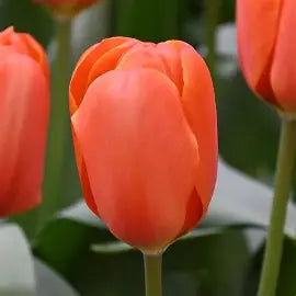 Tulip- Triple A