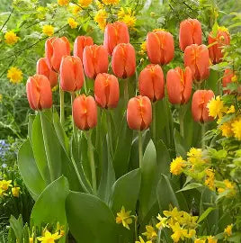 Tulip- Triple A